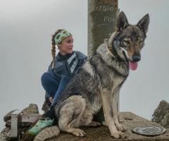Aventuras con dos perros lobo