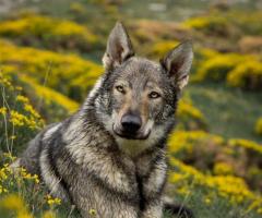 Aventuras con dos perros lobo
